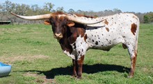 HL APACHE COWBOY