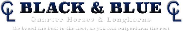 Black and Blue Quarter Horses and Longhorns logo