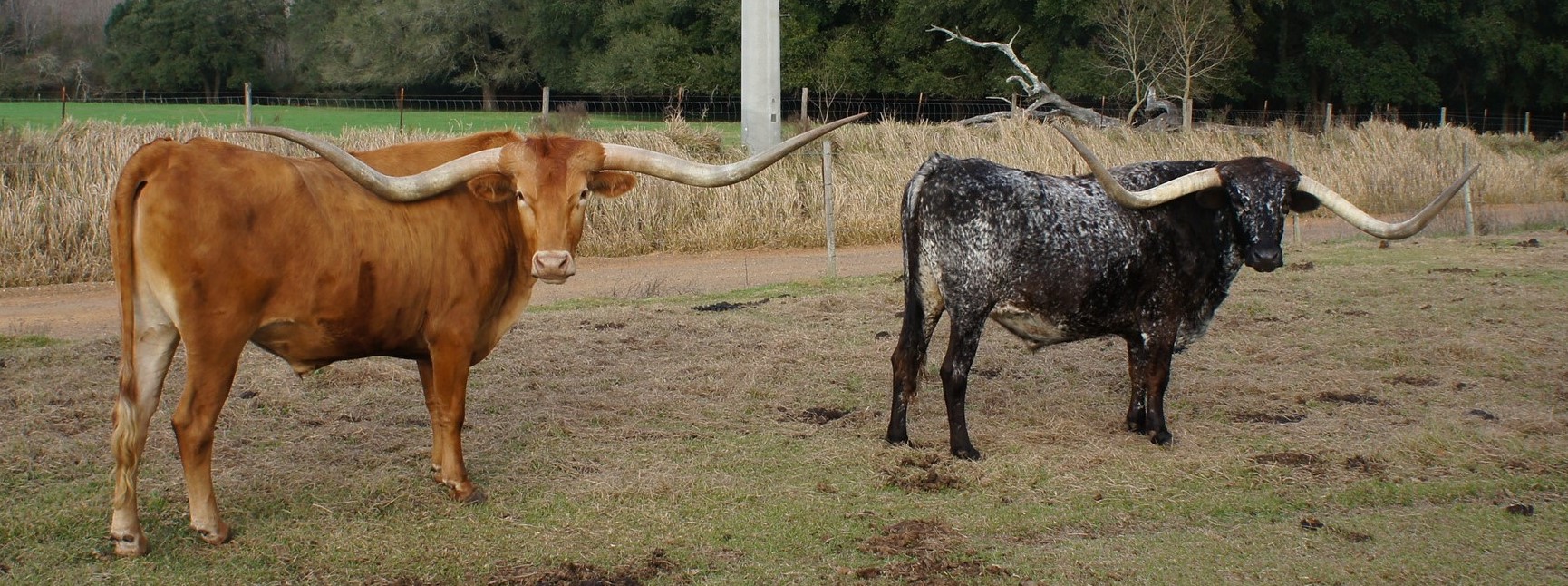 Texas Longhorn Steers at Black and Blue Quarter Horses Ranch
