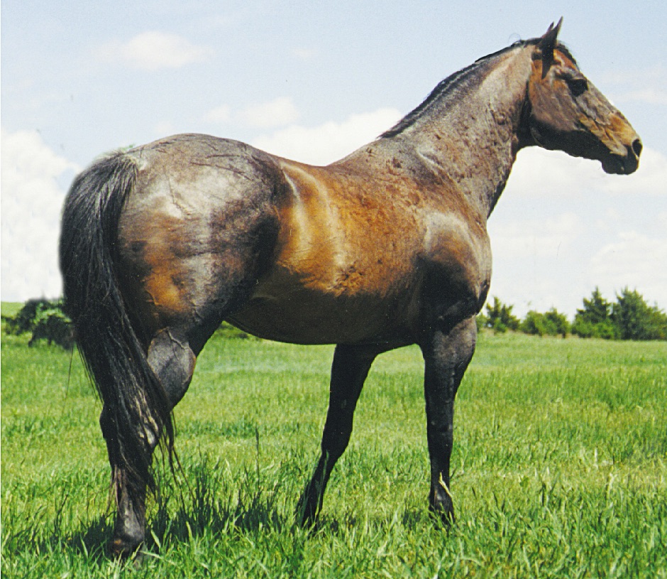 Figure Four Fritz Quarter Horse